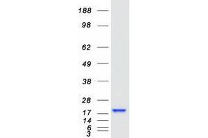 Validation with Western Blot (ACP1 Protein (Transcript Variant 2) (Myc-DYKDDDDK Tag))