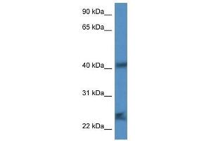 Western Blot showing Scamp1 antibody used at a concentration of 1. (SCAMP1 antibody  (N-Term))