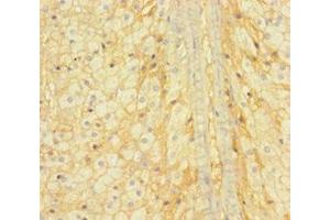 Immunohistochemistry of paraffin-embedded human adrenal gland tissue using ABIN7150320 at dilution of 1:100