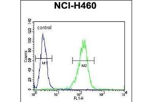Sestrin-1 Antibody (C-term) (ABIN391992 and ABIN2841780) flow cytometric analysis of NCI- cells (right histogram) compared to a negative control cell (left histogram). (SESN1 antibody  (C-Term))