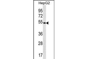 MGAT4C Antibody (C-term) (ABIN656550 and ABIN2845812) western blot analysis in HepG2 cell line lysates (35 μg/lane). (MGAT4C antibody  (C-Term))