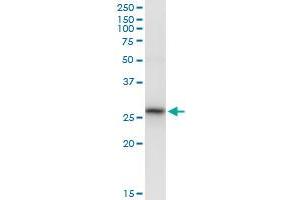 Immunoprecipitation of GSTK1 transfected lysate using anti-GSTK1 MaxPab rabbit polyclonal antibody and Protein A Magnetic Bead , and immunoblotted with GSTK1 purified MaxPab mouse polyclonal antibody (B02P) . (GSTK1 antibody  (AA 1-226))