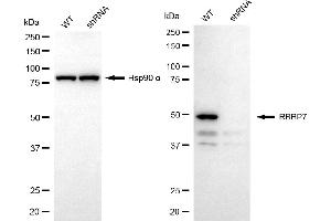 Western blotting analysis using RBBP7 antibody (ABIN7800186). (RBBP7 antibody)