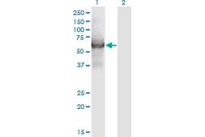 Western Blot analysis of CEP55 expression in transfected 293T cell line by CEP55 monoclonal antibody (M05), clone 6A10. (CEP55 antibody  (AA 1-464))