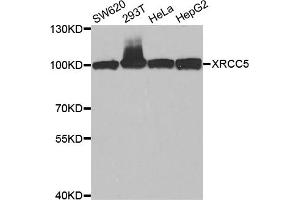 Western blot analysis of extracts of various cell lines, using XRCC5 antibody. (XRCC5 antibody)
