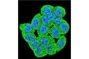 Confocal immunofluorescent analysis of PM20D2 Antibody (C-term) Cat. (PM20D2 antibody  (C-Term))
