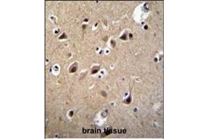 LRTM2 Antibody (C-term) (ABIN655297 and ABIN2844884) immunohistochemistry analysis in formalin fixed and paraffin embedded human brain tissue followed by peroxidase conjugation of the secondary antibody and DAB staining. (LRTM2 antibody  (C-Term))