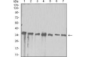 Western Blotting (WB) image for anti-Apurinic/Apyrimidinic Endonuclease 1 (APEX1) (AA 219-318) antibody (ABIN5611191)