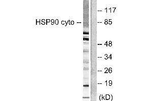 Western blot analysis of extracts from NIH/3T3 cells, using HSP90 cyto antibody (#C0234). (HSP90AA1 antibody)