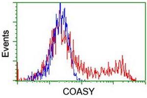 Image no. 2 for anti-CoA Synthase (COASY) antibody (ABIN1497557) (COASY antibody)