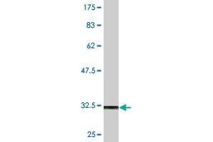 Western Blot detection against Immunogen (31. (NK2 Homeobox 3 antibody  (AA 1-56))