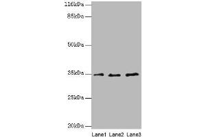 AZGP1 antibody  (AA 61-210)