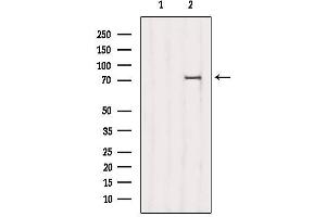 Western blot analysis of extracts from 3T3, using NDC80 Antibody. (NDC80 antibody  (C-Term))
