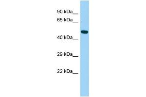 Host: Rabbit Target Name: ARRDC4 Sample Type: Fetal Liver lysates Antibody Dilution: 1. (ARRDC4 antibody  (N-Term))