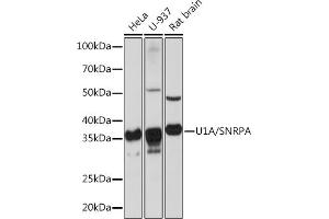 Western blot analysis of extracts of various cell lines, using U1A/SNRPA Rabbit mAb (ABIN1682728, ABIN3017975, ABIN3017976 and ABIN7101553) at 1:1000 dilution. (SNRPA1 antibody)