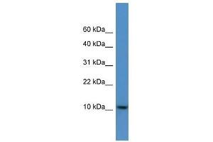 DNAJC19 antibody used at 0. (DNAJC19 antibody  (C-Term))
