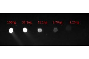 Dot Blot of Goat Anti-HUMAN IgG F(c) Fluorescein Conjugated Antibody. (Goat anti-Human IgG (Fc Region) Antibody (FITC) - Preadsorbed)