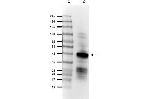 Western Blot of Rabbit Anti-SARS CoV Nucleocapsid (N) Protein Antibody.