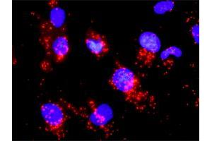 Proximity Ligation Analysis of protein-protein interactions between CCNB1 and CDC25A. (Cyclin B1 antibody  (AA 1-433))