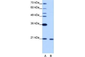 Western Blotting (WB) image for anti-RNA Binding Motif Protein 8A (RBM8A) (N-Term) antibody (ABIN2778929)