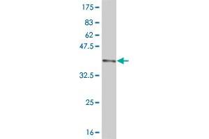Western Blot detection against Immunogen (36. (DNMBP antibody  (AA 491-590))