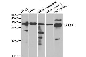 Western blot analysis of extracts of various cell lines, using DHRS9 antibody. (DHRS9 antibody)