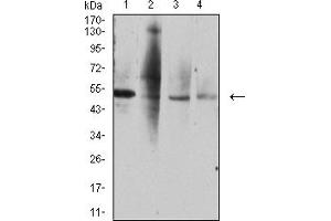 Western blot analysis using TNFRSF10D mouse mAb against A549 (1), HL-60 (2), MOLT4 (3), and CHO3D10 (4) cell lysate.