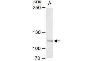WB Image O-GlcNAc transferase antibody detects O-GlcNAc transferase protein by western blot analysis.