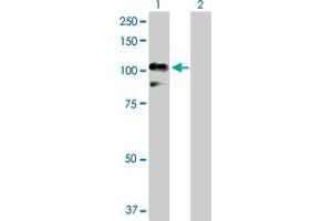 Western Blot analysis of RALBP1 expression in transfected 293T cell line by RALBP1 MaxPab polyclonal antibody. (RALBP1 antibody  (AA 1-655))