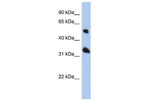 Tetraspanin 33 antibody used at 1 ug/ml to detect target protein. (TSPAN33 antibody  (Middle Region))
