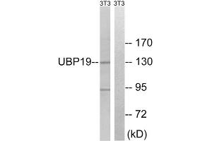 Western blot analysis of extracts from 3T3 cells, using USP19 antibody. (USP19 antibody  (Internal Region))