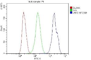 anti-Ubiquitin Protein Ligase E3 Component N-Recognin 2 (UBR2) (AA 10-664) antibody