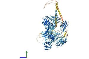 AlphaFold protein structure predicition of Human Recombinant MYOM2 Protein, UniprotID P54296 (MYOM2 Protein (AA 1-1465) (His tag))