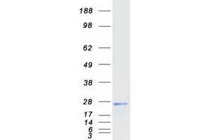 Validation with Western Blot (Ferritin Mitochondrial Protein (Myc-DYKDDDDK Tag))