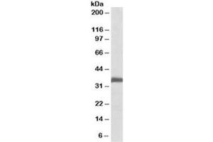 Western blot testing of rat lung lysate with Ephrin B2 antibody at 0. (Ephrin B2 antibody)