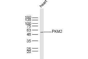 Mouse heart lysates probed with PKM2 Polyclonal Antibody, unconjugated  at 1:300 overnight at 4°C followed by a conjugated secondary antibody at 1:10000 for 60 minutes at 37°C. (PKM2 antibody  (AA 255-350))