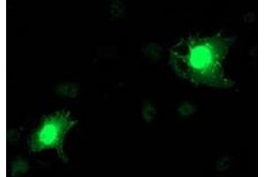 Immunofluorescence (IF) image for anti-N-Acyl Phosphatidylethanolamine phospholipase D (NAPEPLD) antibody (ABIN1499647) (NAPEPLD antibody)