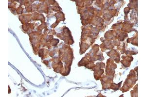 Formalin-fixed, paraffin-embedded Mouse Pancreas stained with ODC1 Monoclonal Antibody (ODC1/487) (ODC1 antibody)
