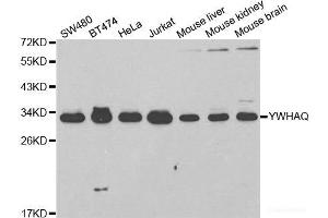 Western blot analysis of extracts of various cell lines using YWHAQ Polyclonal Antibody at dilution of 1:1000. (14-3-3 theta antibody)