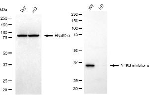 Western blotting analysis using NFKB inhibitor alpha antibody (ABIN7799641).
