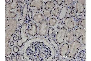 Immunoperoxidase of monoclonal antibody to ZNF266 on formalin-fixed paraffin-embedded human kidney. (ZNF266 antibody  (AA 274-346))