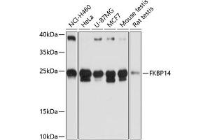 Western blot analysis of extracts of various cell lines, using FKBP14 antibody (ABIN6127902, ABIN6140649, ABIN6140650 and ABIN6217140) at 1:3000 dilution. (FKBP14 antibody  (AA 20-211))