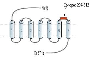 anti-Neuropeptide S Receptor 1 (NPSR1) (AA 297-312), (Extracellular), (Loop 3) antibody