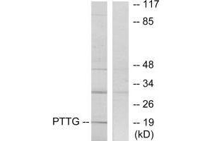 Western blot analysis of extracts from RAW264. (PTTG1IP antibody  (C-Term))