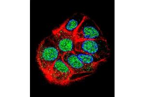 Confocal immunofluorescent analysis of CCD Antibody (N-term) (ABIN655930 and ABIN2845323) with HepG2 cell followed by Alexa Fluor 488-conjugated goat anti-rabbit lgG (green). (CCDC153 antibody  (N-Term))