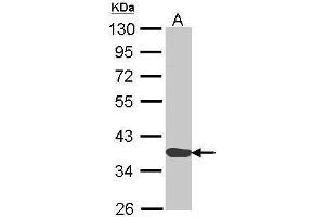 WB Image Sample (30 ug of whole cell lysate) A: H1299 10% SDS PAGE antibody diluted at 1:1000 (Annexin a1 antibody)