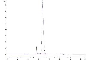 The purity of Biotinylated SARS-COV-2 Spike RBD is greater than 95 % as determined by SEC-HPLC. (SARS-CoV-2 Spike Protein (RBD) (Fc-Avi Tag,Biotin))