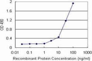 EEF1G (Human) Matched Antibody Pair
