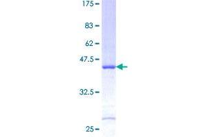 RPS26 Protein (AA 1-115) (GST tag)