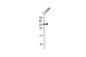 Western blot analysis of lysate from human ovary tissue lysate, using GNRHR Antibody (N-term) (ABIN1539410 and ABIN2849810). (GNRHR antibody  (N-Term))